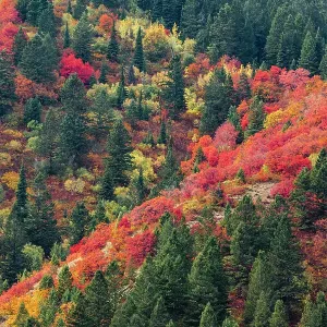 USA, Wyoming. Colorful autumn foliage of the Caribou-Targhee National Forest. Date: 22-09-2020 USA, Wyoming. Colorful autumn foliage of the Caribou-Targhee National Forest. Date: 22-09-2020