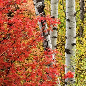USA, Wyoming. Colorful autumn foliage of the Caribou-Targhee National Forest. Date: 22-09-2020 USA, Wyoming. Colorful autumn foliage of the Caribou-Targhee National Forest. Date: 22-09-2020