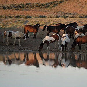 USA, Wyoming. Wild horses drink from waterhole in desert. Date: 10-06-2021