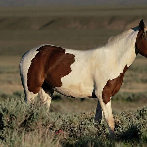 USA, Wyoming. Wild stallion stands in desert sage brush. Date: 06-06-2021