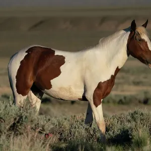 USA, Wyoming. Wild stallion stands in desert sage brush. Date: 06-06-2021 USA, Wyoming. Wild stallion stands in desert sage brush. Date: 06-06-2021