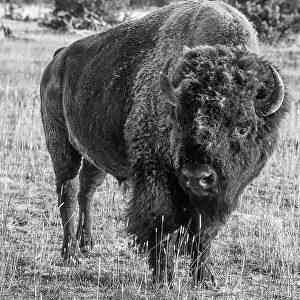 USA, Wyoming, Yellowstone National Park, Upper Geyser Basin. Lone male American bison, aka buffalo with eary morning fall frost. Date: 08-10-2020