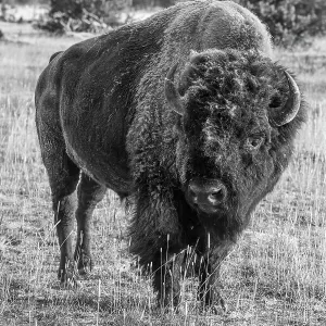 USA, Wyoming, Yellowstone National Park, Upper Geyser Basin. Lone male American bison, aka buffalo with eary morning fall frost. Date: 08-10-2020