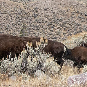 USA, Wyoming, Yellowstone National Park, Lamar Valley. Herd of American bison Date: 09-10-2020
