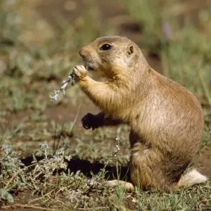 Utah Prarie Dog Utah Prarie Dog