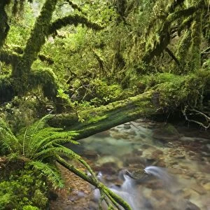 Valdivian Temperate Rainforest - creek with moss-covered rocks in dense and lush forest- Bosque Encantada - Enchanted Forest - Carretera Austral - Queulat National Park - Chile - South America