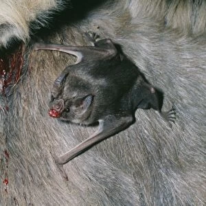 Vampire Bat AW 2900 Sucking blood from Donkey © Adrian Warren / ARDEA LONDON