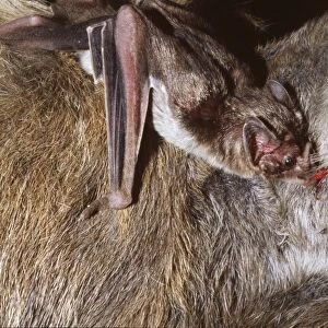 Vampire Bat - feeding on a donkey, Trinidad