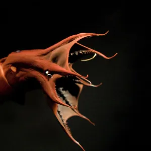 Vampire Squid. Going in to "pineapple" defensive posture. California USA