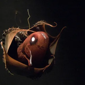 Vampire Squid. Going in to "pineapple" defensive posture. Photophore illuminated. California USA