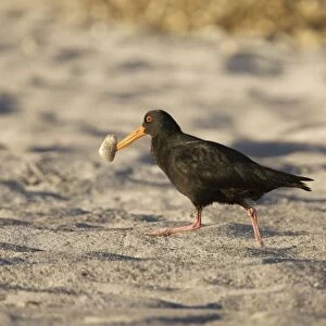 Variable Oystercatcher - with a tuatua shellfish which it has just probed into the beach to capture. At Rogers Road Beach, Ohinepanea, southeast of Te Puke, North Island, New Zealand
