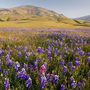 Vast mass of blue lupines at Grapevine, at the foot of the Tehatchapi Mountains, southern California