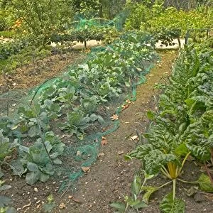 Vegetable Gardean - Rhubarb & Cabbage