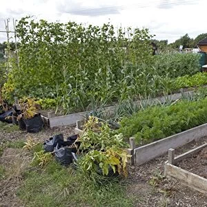 Vegetables growing in raised beds on community allotments - Bishops Cleeve - Cheltenham - UK