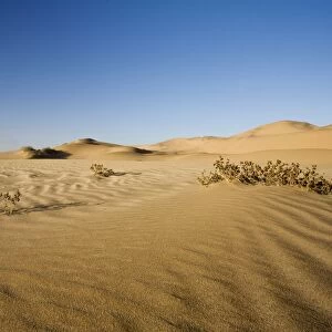 Vegetation growing in the dunes of the Namib Desert Namibia, Africa