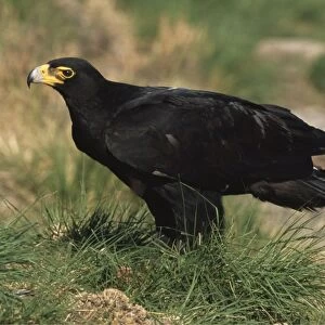 Verreaux's (Black) Eagle CAN 1708 South Africa Aquila verreauxii © John Cancalosi / ARDEA LONDON