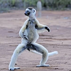 Verreaux's Sifaka - jumping - Berenty Private Reserve - Southern Madagascar