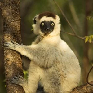 Verreaux's Sifaka. In tree Berenty, Madagascar