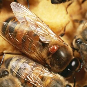 Verroa Mite SPH 2204 Attached to thorax of honey Bee drone. Verroa / Apis mellifera © Steve Hopkin / ARDEA LONDON