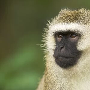 Vervet Monkey - adult male portait - Nyungwe - Rwanda - Africa