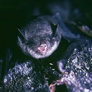 Vesper Bat / Black Guyana Myotis Bat - female