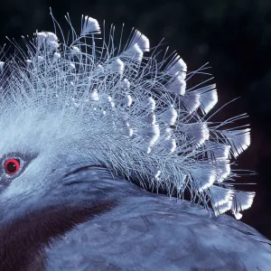 Victoria Crowned Pigeon