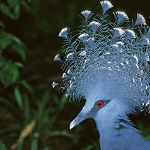 Victoria Crowned-Pigeon / New Guinea Wood Pigeon - Head, Papua New Guinea JPF31856