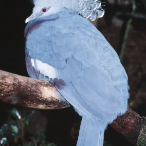 Victoria Crowned Pigeon Threatened. Forests of Papua New Guinea