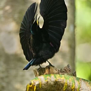 Victoria's Riflebird - adult male displaying wildly in the hopes to attract females. It calls out and has its wings widely spread to clap them over its head and dance - Wooroonooran National Park, Wet Tropics World Heritage Area, Queensland