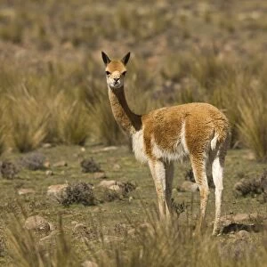 Vicuna - Pampa Galeras National Reserve - Peru