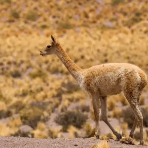 Vicuna / Vicugna - adult strolling through grassy desert - Atacama Desert near El Tatio Geysers - Chile - South America Vicuna / Vicugna - adult strolling through grassy desert - Atacama Desert near El Tatio Geysers - Chile - South America