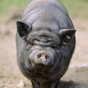 Vietnamese Pot Bellied Pig