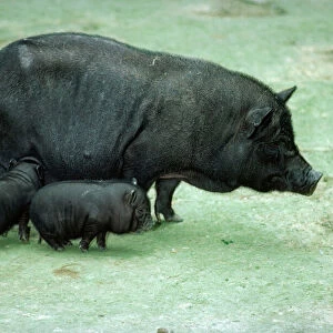Vietnamese Pot Bellied Pig LB 4537 With Piglets © Ian Beamas / ARDEA LONDON