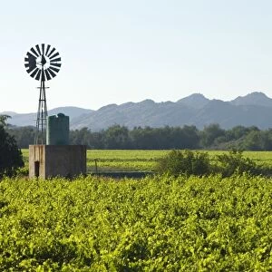 Vineyards and windmill in Orange River Valley at Kakamas, near Upington, Northern Cape, South Africa. Irrigation water obtained from Orange River