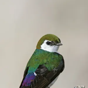 Violet-green Swallow Yellowstone National Park, Wyoming, USA