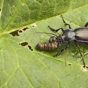 Violet Ground Beetle – feeding on leatherjacket Bedfordshire UK 003251