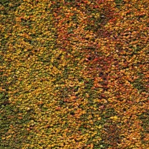 Virginia Creeper Virginia Creeper