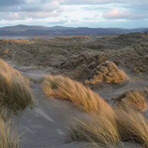 Wales - evening light Ynyslas sand dunes