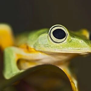 Wallaces Tree Frog / Flying Frog - close up - controlled conditions 15281