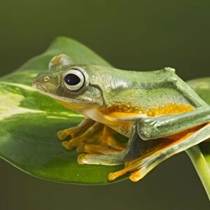 Wallaces Tree Frog / Flying Tree Frog - on leaf - Controlled conditions 15337