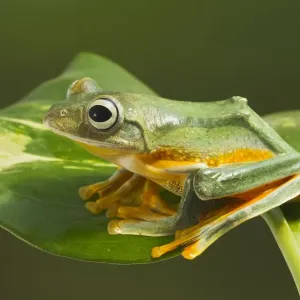 Wallaces Tree Frog / Flying Tree Frog - on leaf - Controlled conditions 15337 Wallaces Tree Frog / Flying Tree Frog - on leaf - Controlled conditions 15337