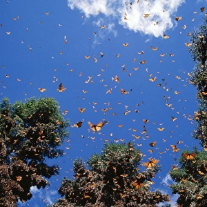 Wanderer / Monarch / Milkweed Butterfly - wintering - Mexico