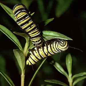 Wanderer / Monarch / Milkweed Butterfly - caterpillar