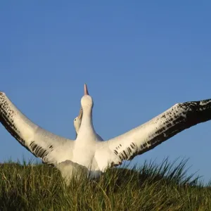 Wandering Albatross - courtship - wings outstretched - Albatross Island - South Georgia Wandering Albatross - courtship - wings outstretched - Albatross Island - South Georgia
