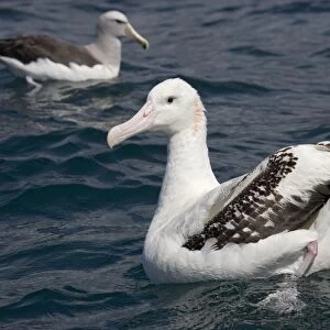 Wandering albatross; off South Island, New Zealand
