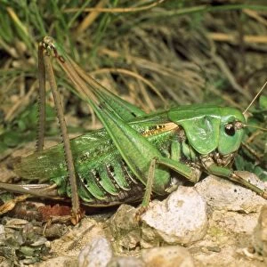 Wart-bitter Bush Cricket - female