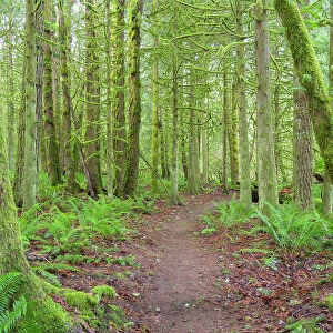 Washington State, Tiger Mountain, Trail through Moss covered trees Date: 29-01-2021