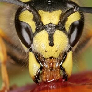 Wasp Close up of feeding Bedfordshire UK