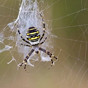 Wasp Spider - in web - UK