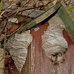 Wasps - building nest on disused nest box UK